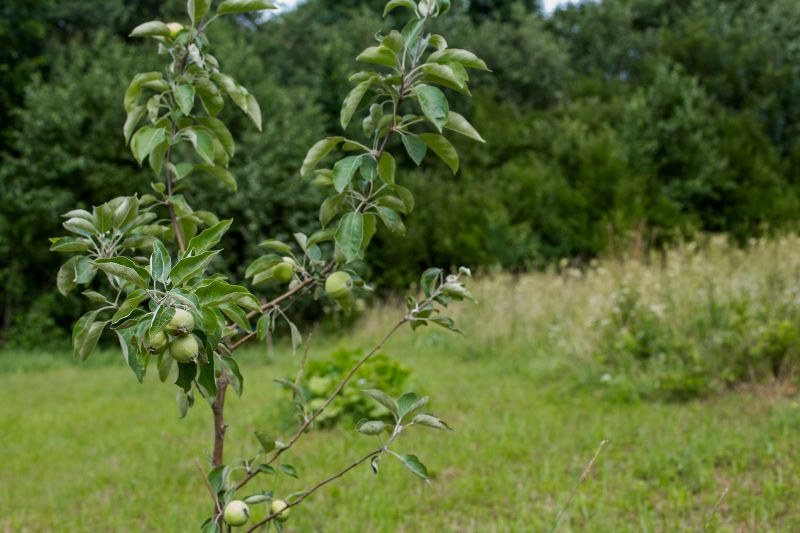 Top Rated Apple Tree Planting Products