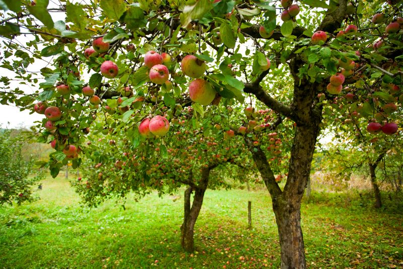 Apple Tree Blossoms