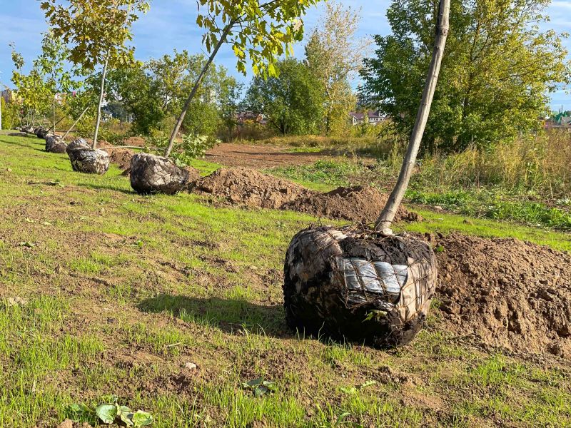 Finished Tree Planting