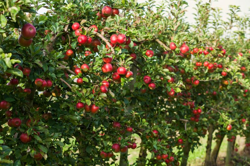 Apple Tree Planting Costs — Cost of Apple Tree Planting