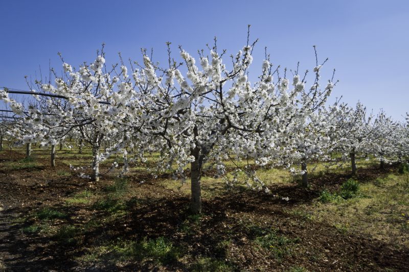 Apple Tree Planting Costs — Cost of Apple Tree Planting