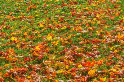 Leaf Removal Benefits