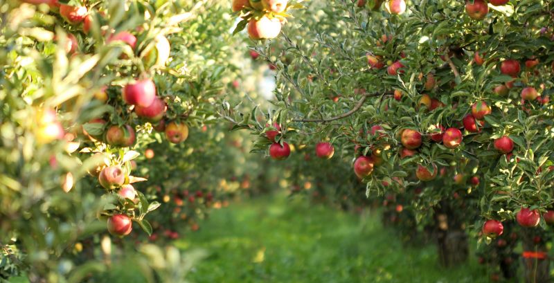 Products For Apple Tree Plantings in use