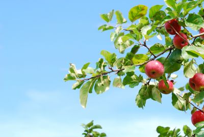 Improve Air Quality!